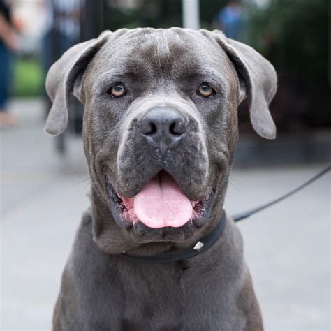 Grey Cane Corso With Blue Eyes
