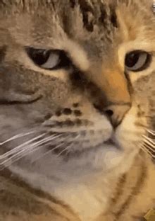 Image result for Mern Stack Developer GIF