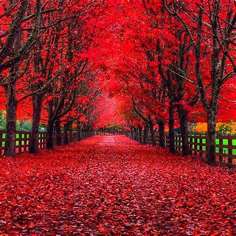 Washington Fall Colors 的图像结果