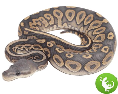 Image result for Blue Ghost Ball Python