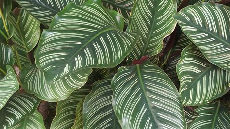 Aphelandra Zebra Plant - Exotic & Unusual House Plant - 4" Pot - Hirt's ...