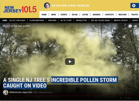 Image result for Pollen Coming Off Tree
