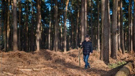 Image result for Exploring On Forest