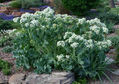 Big, bold and beautiful: Curly leaf sea kale | Plant SelectPlant Select