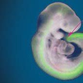 Image result for Mouse Embryo Development