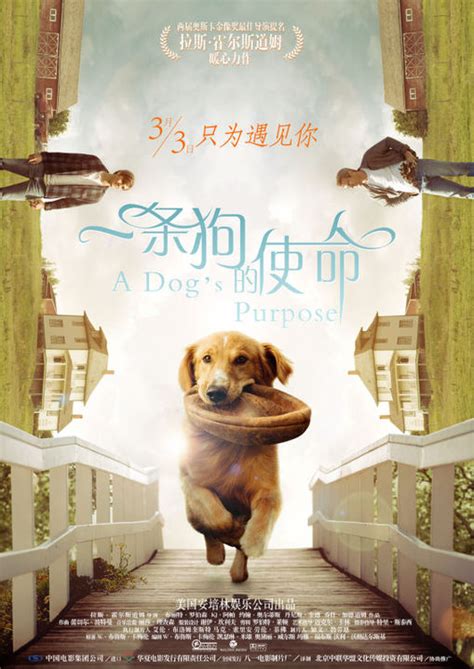 《一条狗的使命》获评“史上最萌电影” 好评不断票房剑指5亿 - 中文文化 - 中国日报网