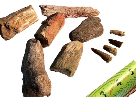 Buy Genuine Fossil Dinosaur Bone & Genuine Fossil Spinosaurus Dinosaur ...