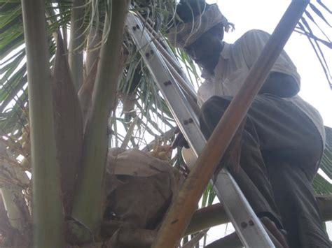 :: Coconut Development Board :: DSP Farm Hybridization Photos