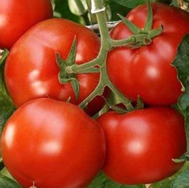 Tomato Varieties | Syngenta