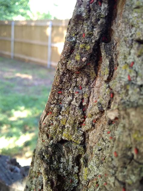 What Are Tiny Red Bugs On Wood | Psoriasisguru.com