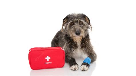 Image result for Basic First Aid for Pets