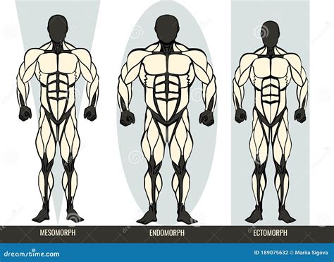 Three Male Body Types