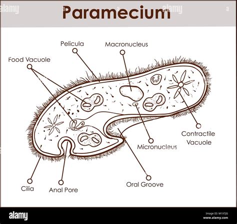 Paramecium Stock Photos & Paramecium Stock Images - Alamy