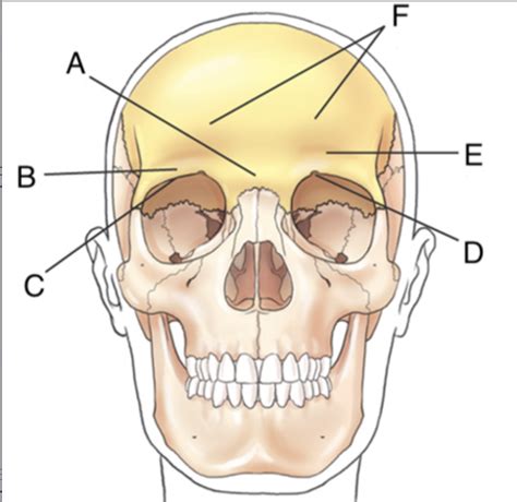 Image result for Frontal Bone Function