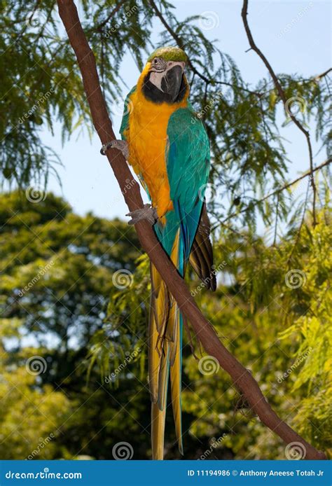 Blue-and-yellow Macaw (Ara Ararauna) Stock Photo - Image of blue, macaws: 11194986