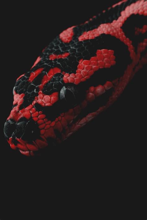 Snow Python 的图像结果