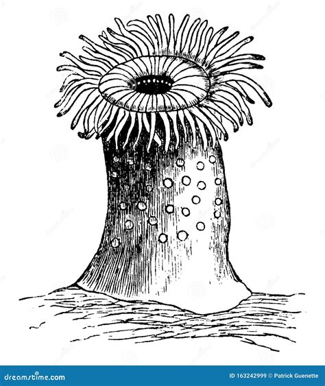 How To Draw A Sea Anemone - Mixnew15