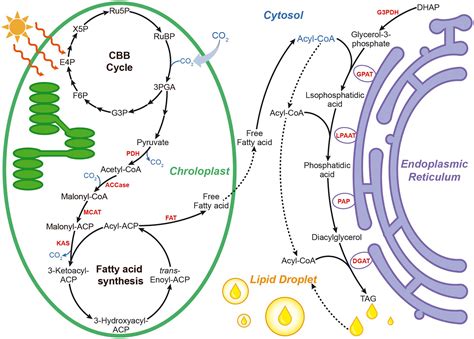 Phospholipid Synthesis Dehydration