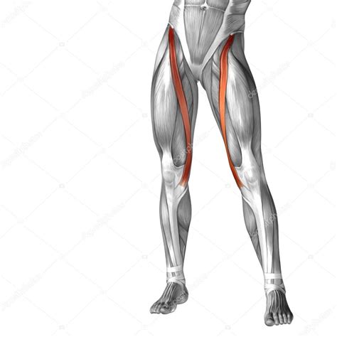 Anatomy Of The Leg Tendons