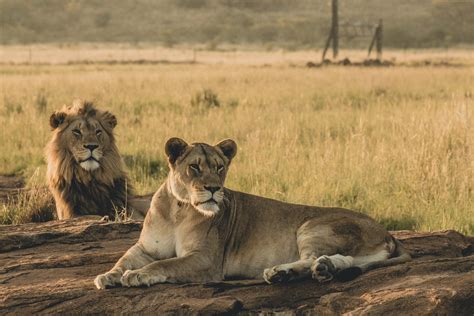 BornWild Travel Adventures | Top 5 Places To See Safari Lions In Africa