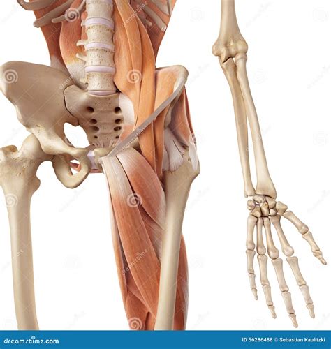 The hip and leg muscles stock illustration. Illustration of graphic ...