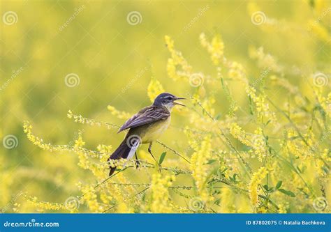 鸟令科之鸟坐一棵开花的夏天草甸三叶草a 库存图片. 图片 包括有 飞行, 唱歌, 绿色, 横向, 花卉, 典雅 - 87802075
