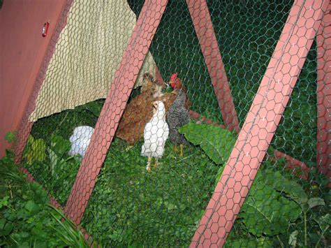 Chicken Condos.com 的图像结果