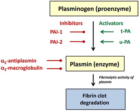 Synthesis and Hemostatic Activity of New Amide Derivatives