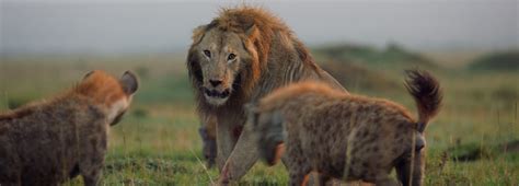 Hyena Killed by Lion 的图像结果