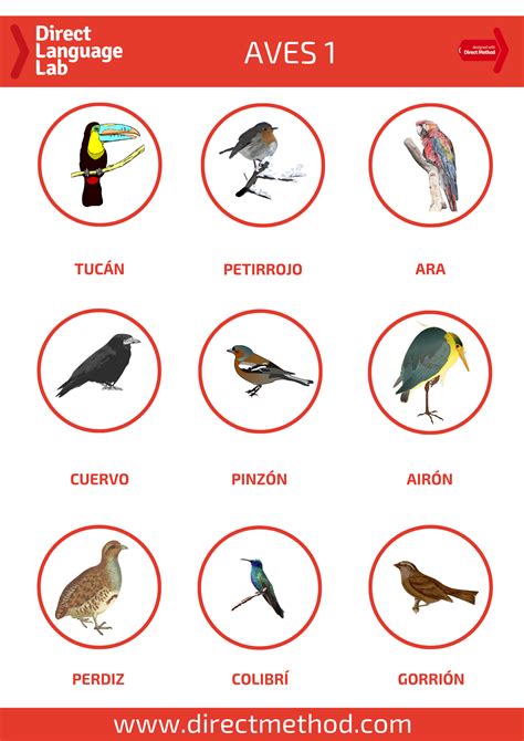 What Is A Bird Called In Spanish at Mason Anissa blog