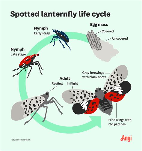 Stages Of The Lanternfly at Allen Garza blog