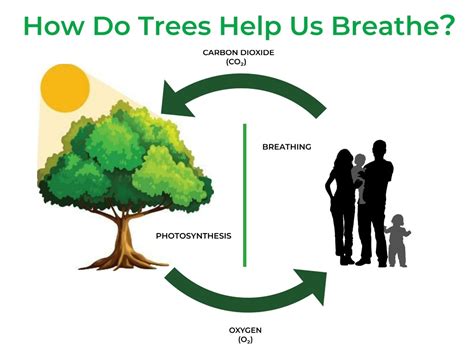 How Plants Help Us Breathe: A Simple Guide