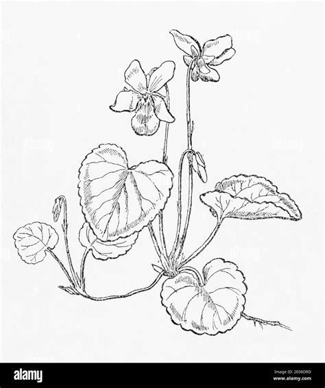 Viola Plant Drawing