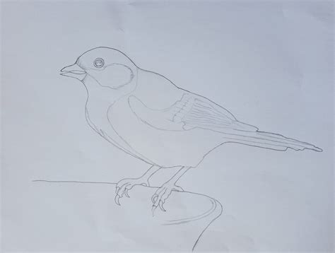 Image result for Drawing Birds Tutorial