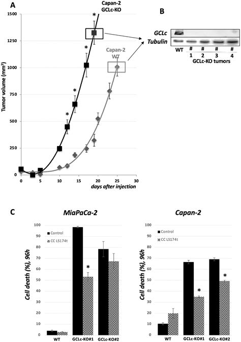 Genetic Disruption of the γ-Glutamylcysteine Ligase in PDAC Cells ...