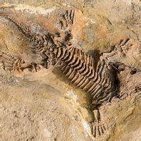 Image result for Dryopithecus