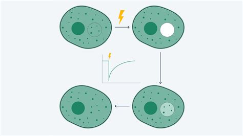 Molecular Quantification Toolkit | ZEISS