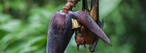 Rather Than Blaming Bats for Nipah Infection, We Should Improve Public ...