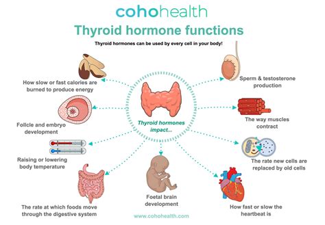 Thyroid Hormone Function Thyroid Blood Hi Res Stock Photography And