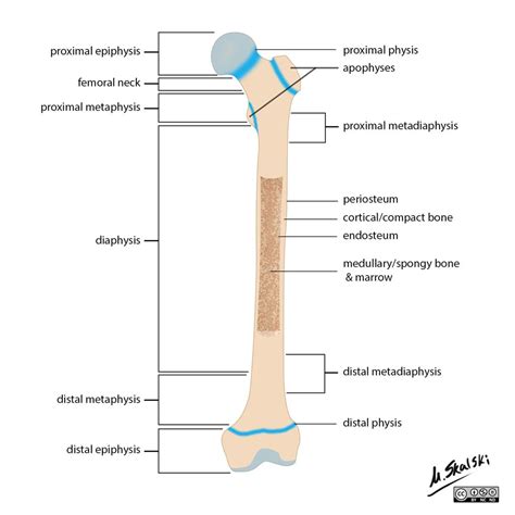 Long Bone Labeled Compact Bone - Cartilage Bone Ossification The ...