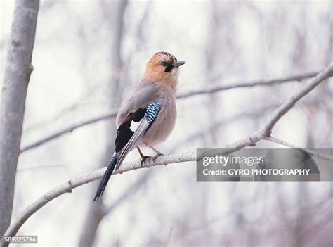 Image result for Java Jaybird Connection