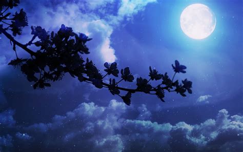 Moonlit Blossoms: A Serene Night HD Wallpaper