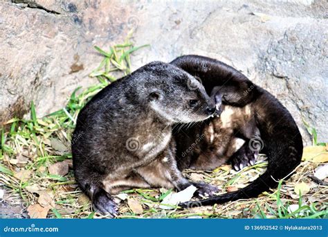 Spotted-necked Otter, Phoenix Zoo, Phoenix, Arizona United States Stock ...