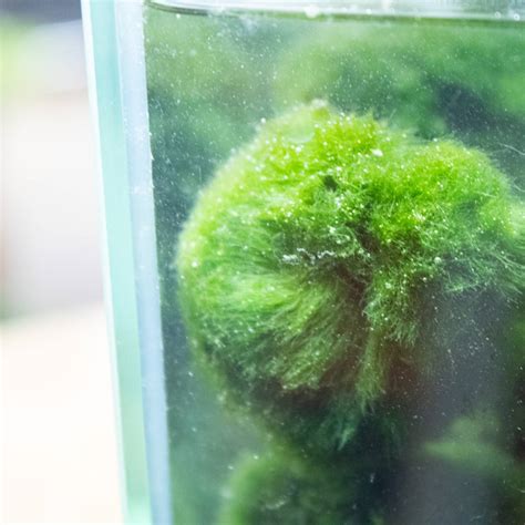 Marimo Moss Balls: A Simple Care Guide – ome