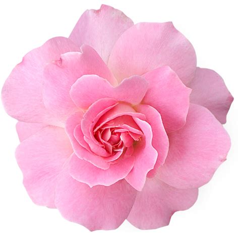 Pink Flower PNG Transparent Pink Flower.PNG Images. | PlusPNG
