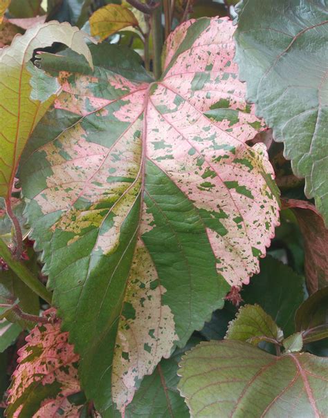 Copper Leaf Macrophylla Tropical Plant Heirloom Unusual Colorful Leaf ...