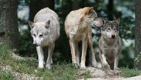 Are Dogs Actually Descended From Wolves? The Genetic Truth