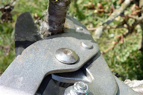 Image result for Avocado Tree Pruning