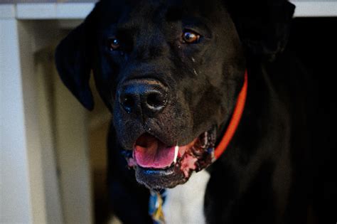 7 Reasons to go to the Plano Animal Shelter today - We Are Dallas Fort ...