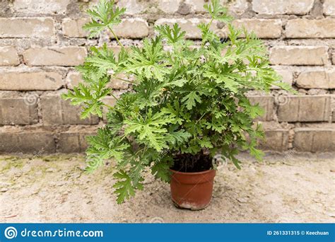 Citronella Grass is a Species of Perennial Aromatic Plant. Stock Image ...